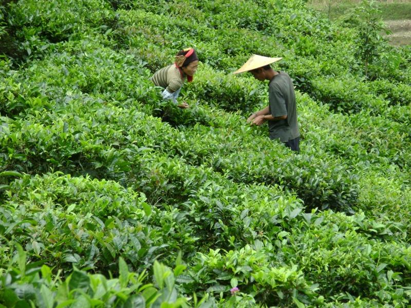茶叶种植 茶叶种植