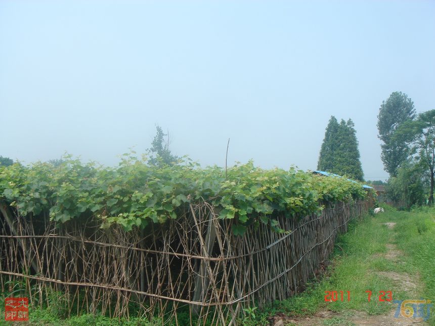 富阳三山镇果园 富阳三山镇果园