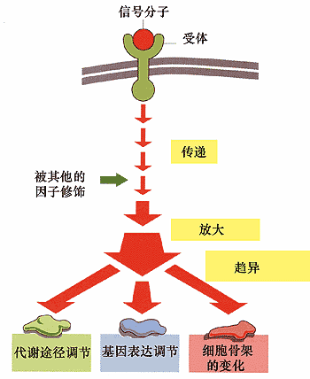 一氧化氮 一氧化氮