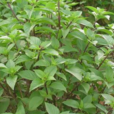 罗勒(唇形目唇形科植物)