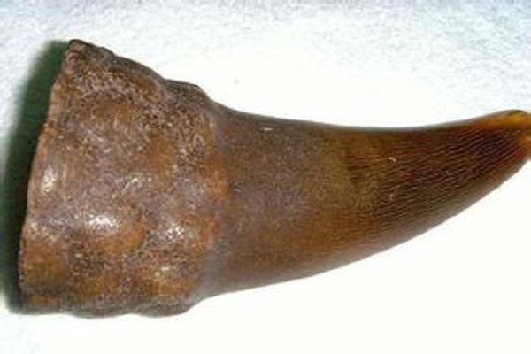 犀角 犀角