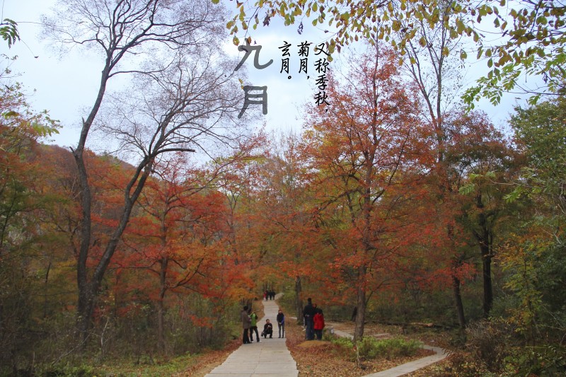 重阳节 重阳节