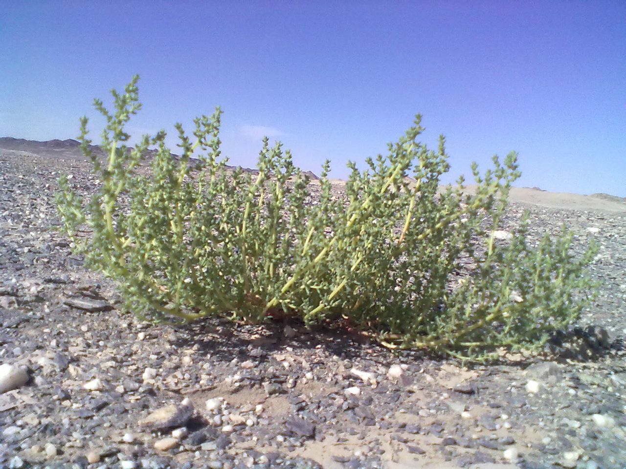 罗布泊镇罕见的植物 罗布泊镇罕见的植物
