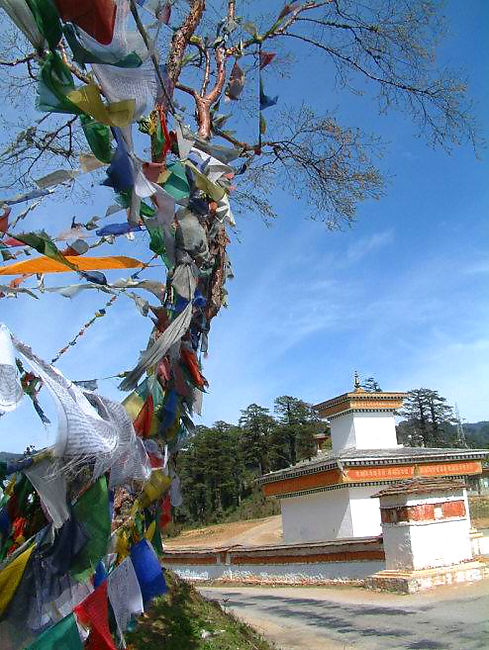 松枝上五彩经幡随风飘动 松枝上五彩经幡随风飘动
