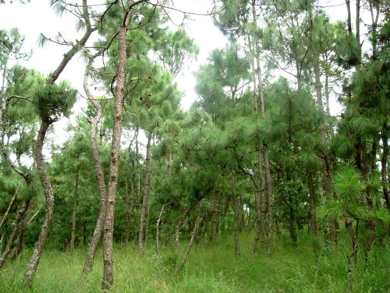 上大茨坪村生态林 上大茨坪村生态林