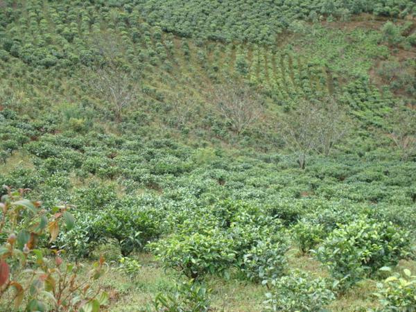茶叶种植 茶叶种植