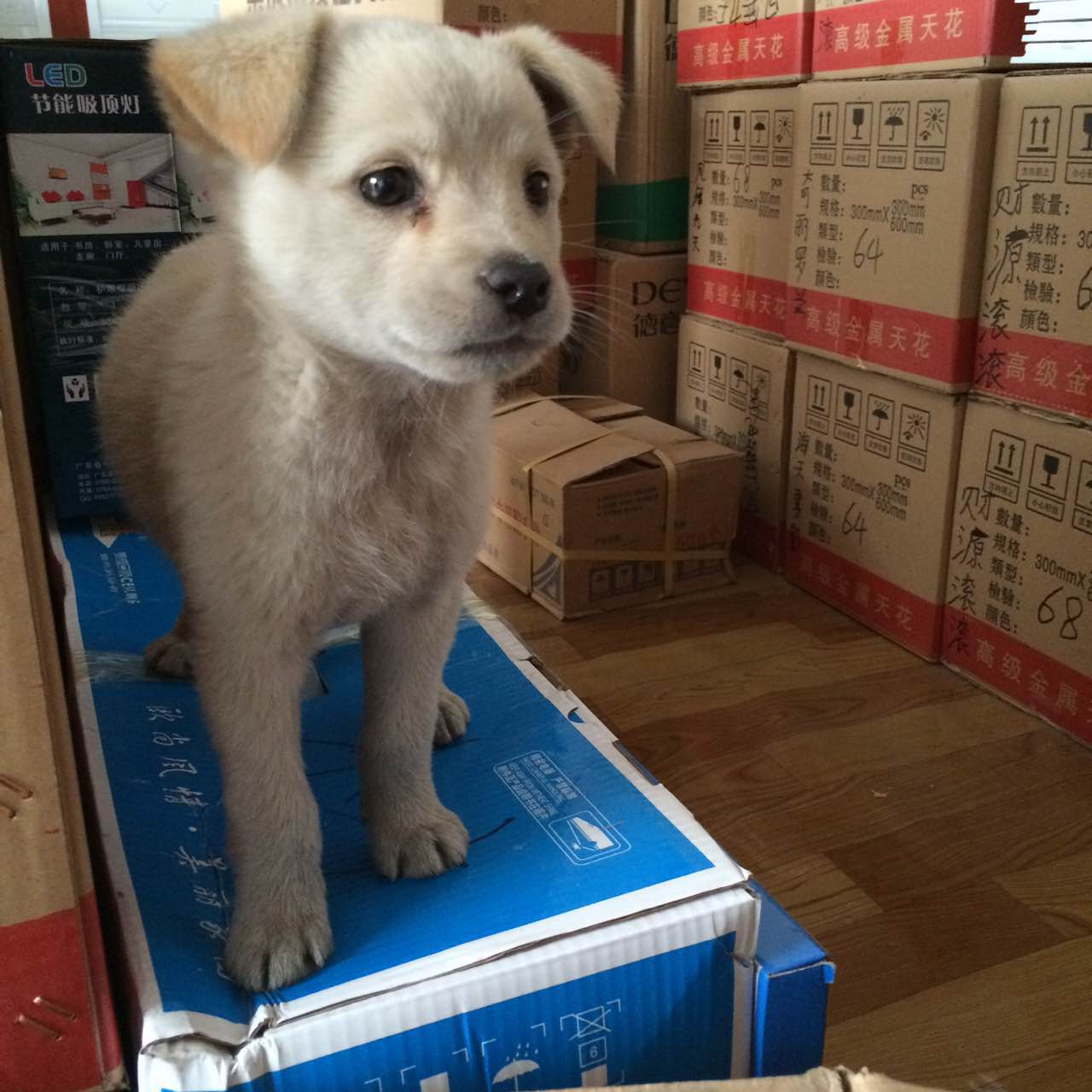 串串狗 串串狗
