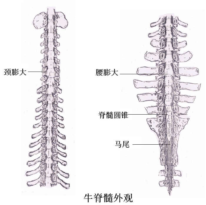 中枢神经系统 中枢神经系统