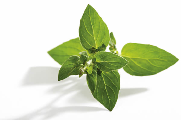 中草药栽培与鉴定专业