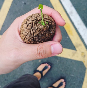 植物世界中的同名同姓现象