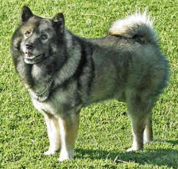 中华犬 中华犬