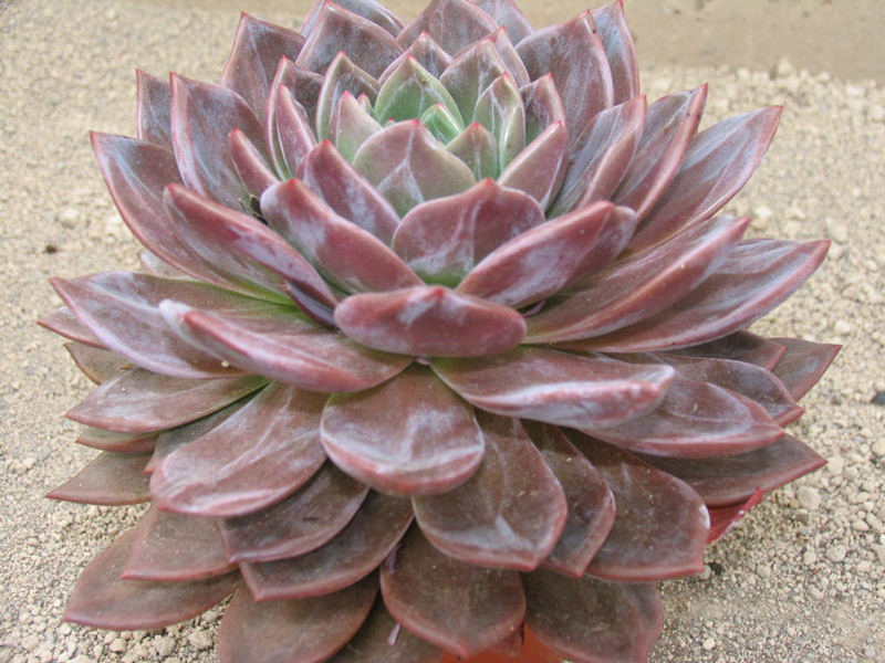 'Aroa' 'Aroa'
