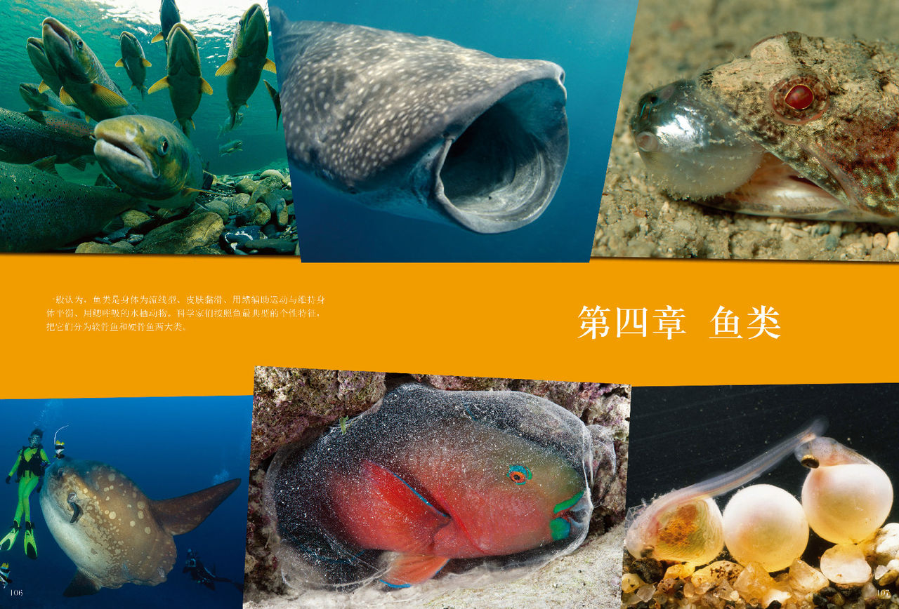 中国儿童动物百科 中国儿童动物百科