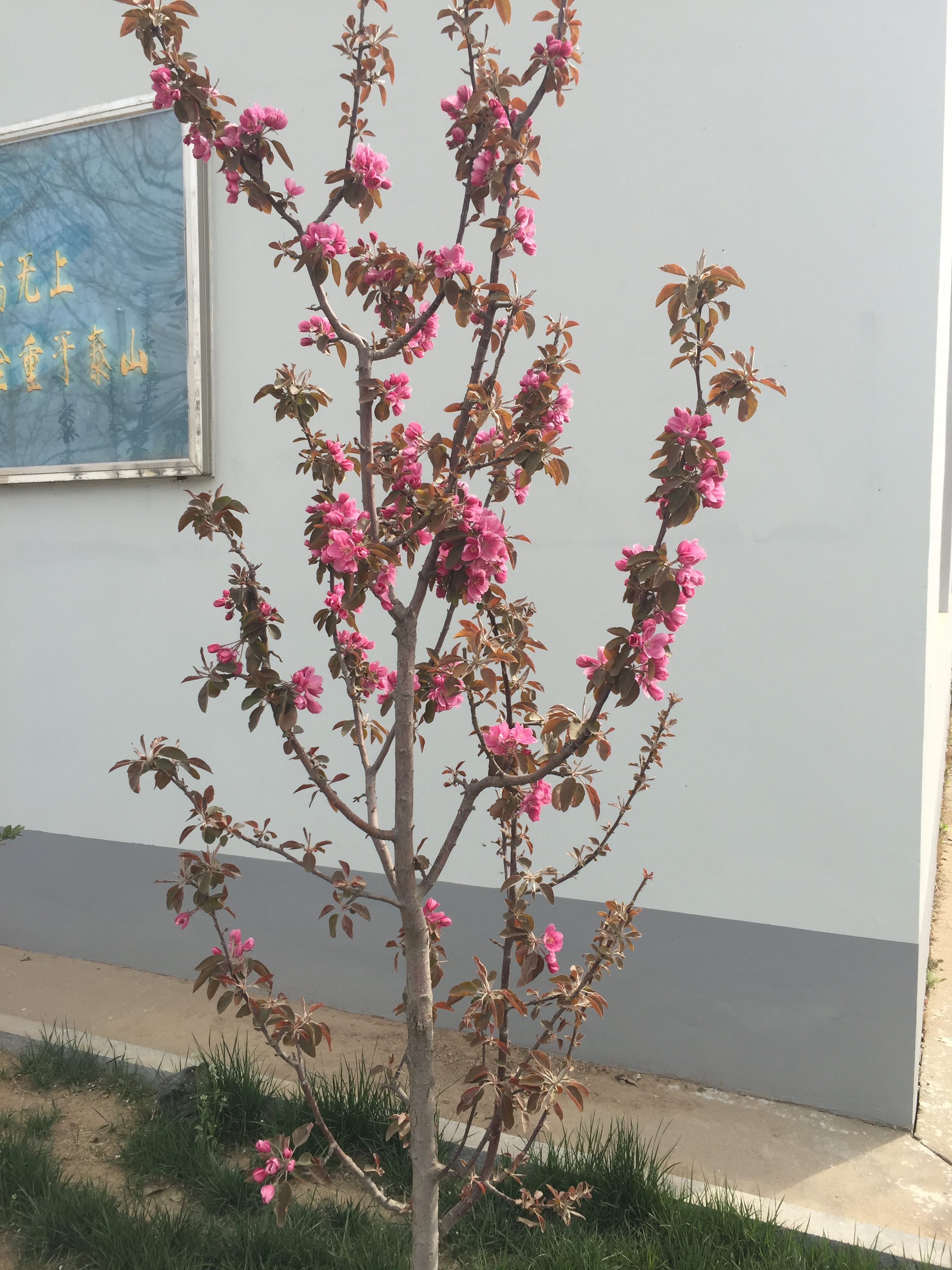 ‘芭蕾舞美人’海棠 ‘芭蕾舞美人’海棠