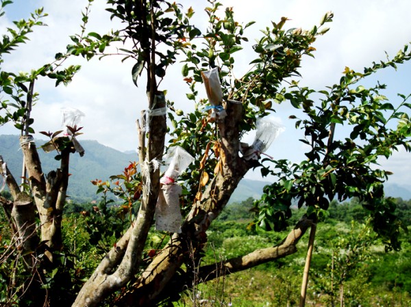 油茶 油茶