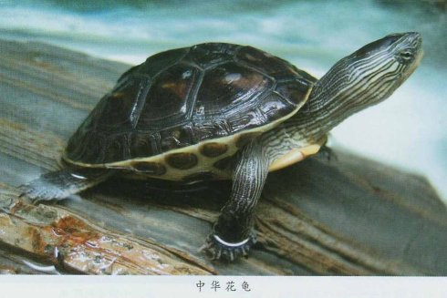 中华花龟 中华花龟