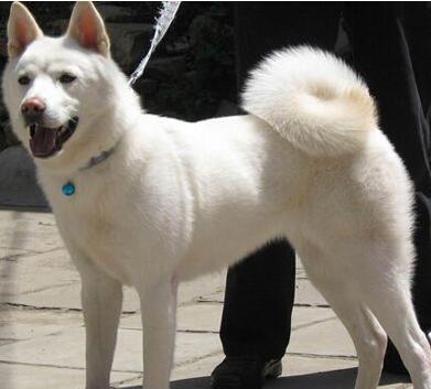 白色中华田园犬 白色中华田园犬